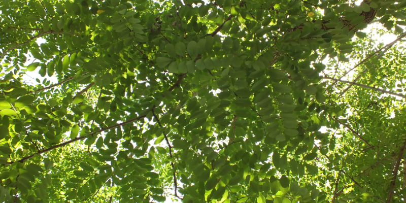 False acacia tree
