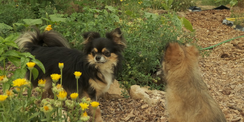 Our dogs