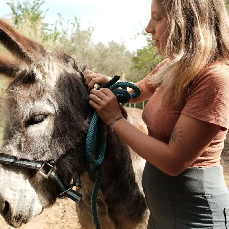 Moses the donkey
