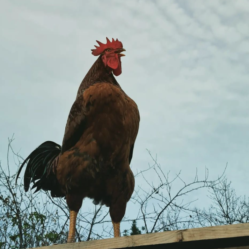 Our cockerel Roo