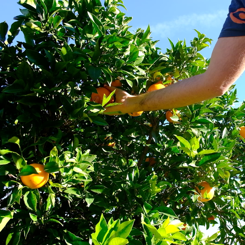 Picking oranges