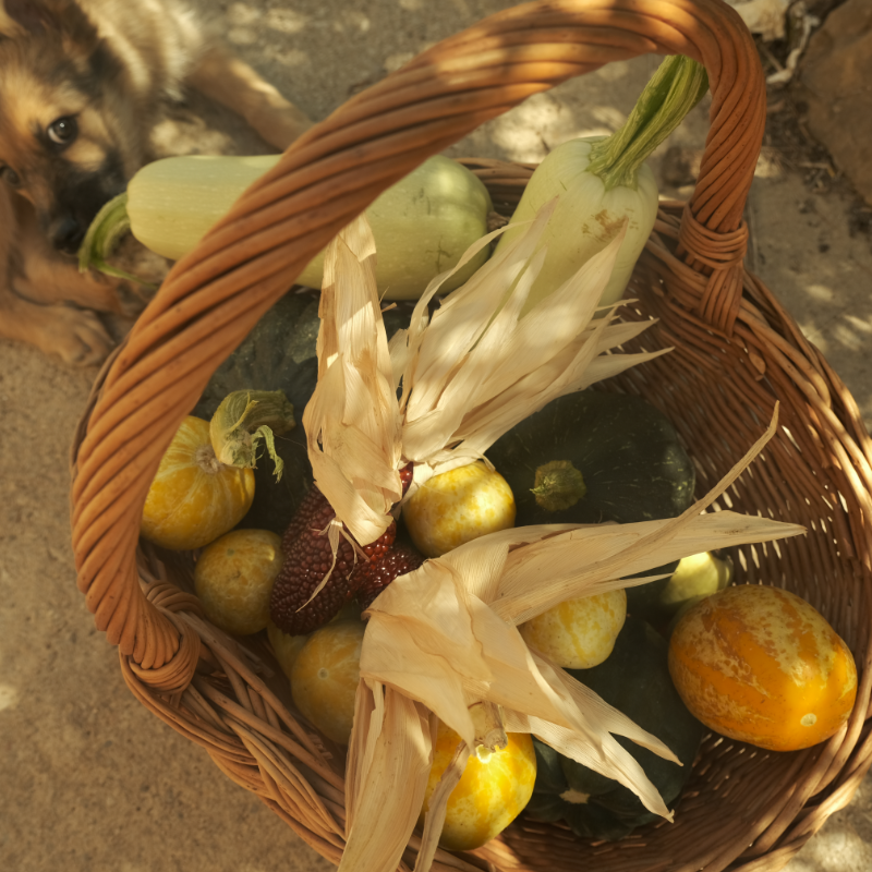 Harvest basket