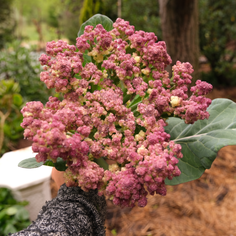 Cauliflower