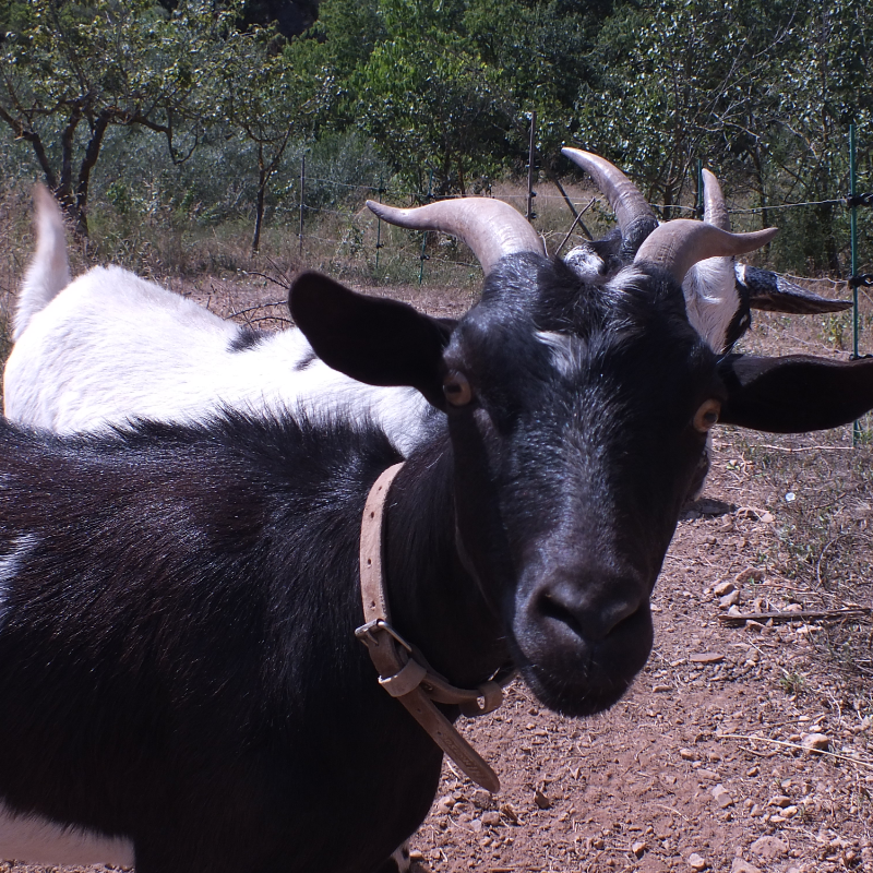 Goats
